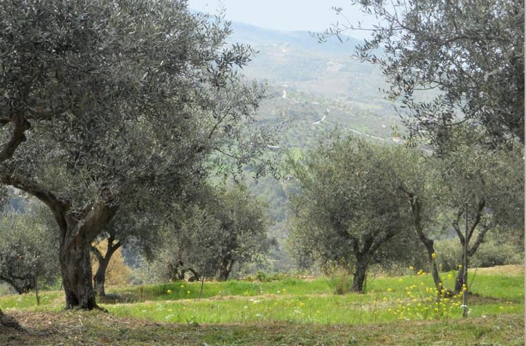 Гостевой дом Casale Il Gheppio Laureana Cilento Экстерьер фото