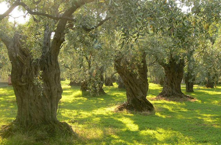 Гостевой дом Casale Il Gheppio Laureana Cilento Экстерьер фото